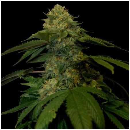 Holy Grail Kush Femminizzata - DNA Genetics