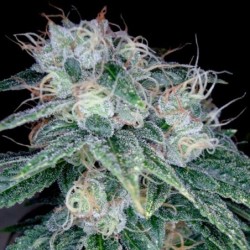 Sour Diesel Femminizzata - DNA Genetics