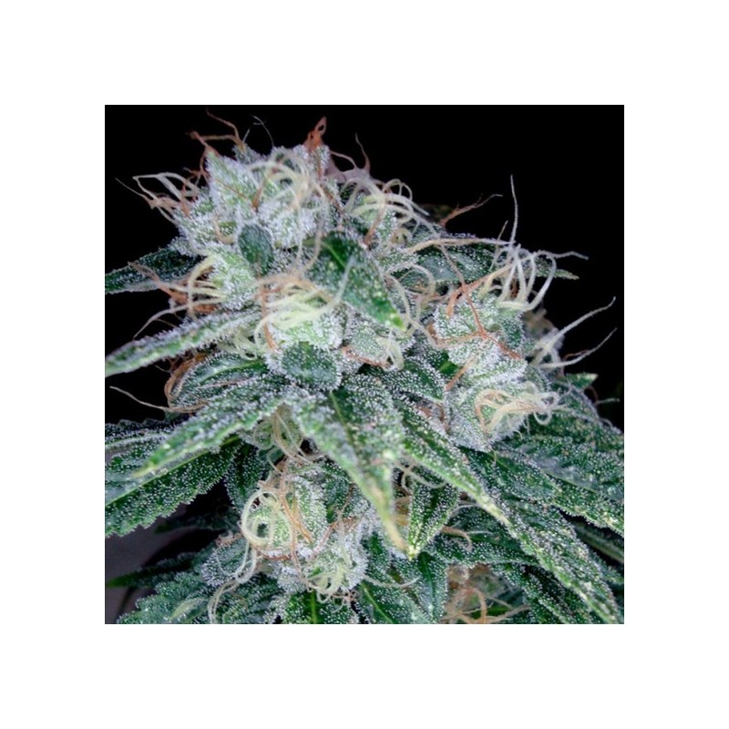 Sour Diesel Femminizzata - DNA Genetics