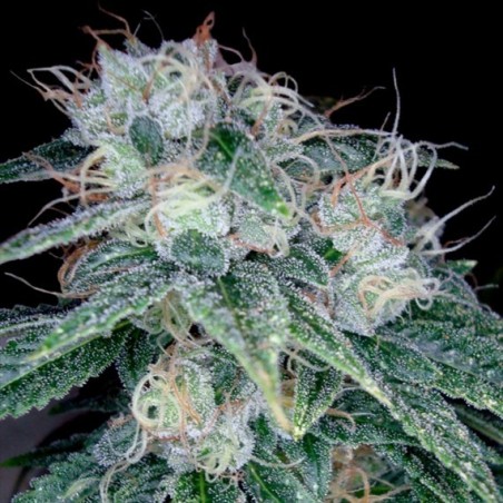 Sour Diesel Femminizzata - DNA Genetics