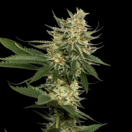 Tangie Regolare - DNA Genetics