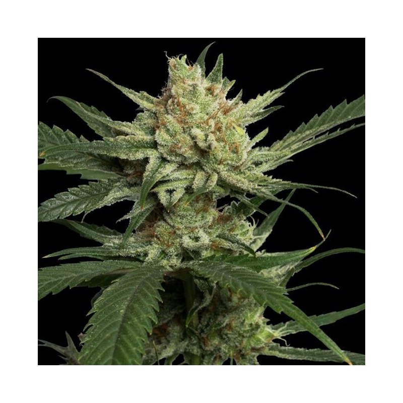 Strawberry Banana Femminizzata - DNA Genetics