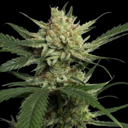 Strawberry Banana Femminizzata - DNA Genetics
