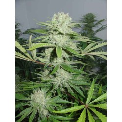 Cannalope Haze Femminizzata - DNA Genetics