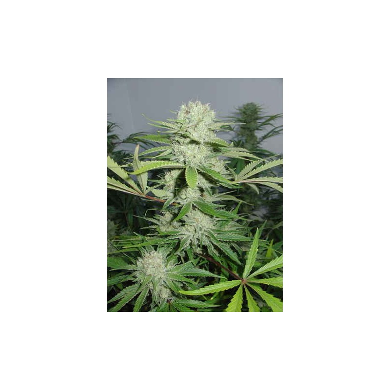 Cannalope Haze Femminizzata - DNA Genetics