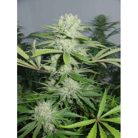 Cannalope Haze Femminizzata - DNA Genetics