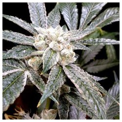 El Fuego Femminizzata - DNA Genetics