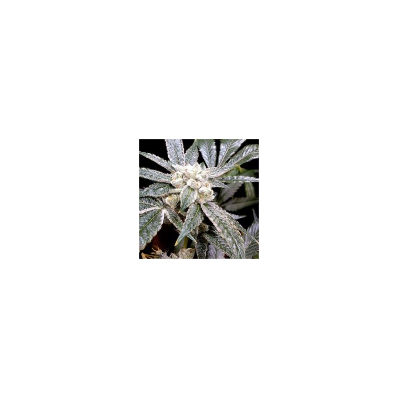 El Fuego Femminizzata - DNA Genetics