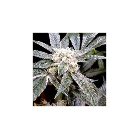 El Fuego Femminizzata - DNA Genetics