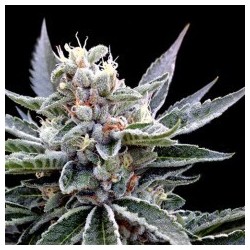 Florida Gold Femminizzata - DNA Genetics