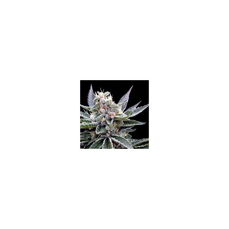 Florida Gold Femminizzata - DNA Genetics