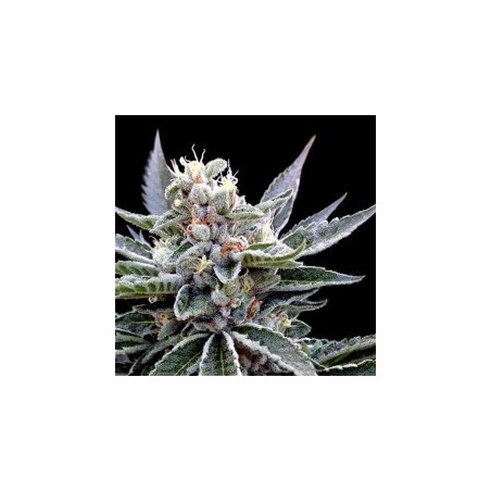 Florida Gold Femminizzata - DNA Genetics