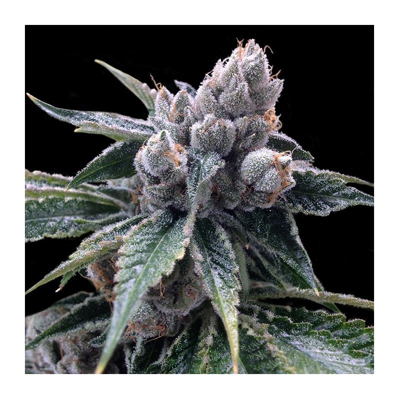 White Walker Kush Femminizzata - DNA Genetics