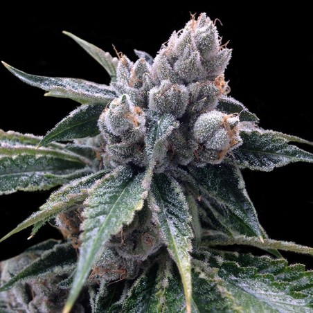 White Walker Kush Femminizzata - DNA Genetics