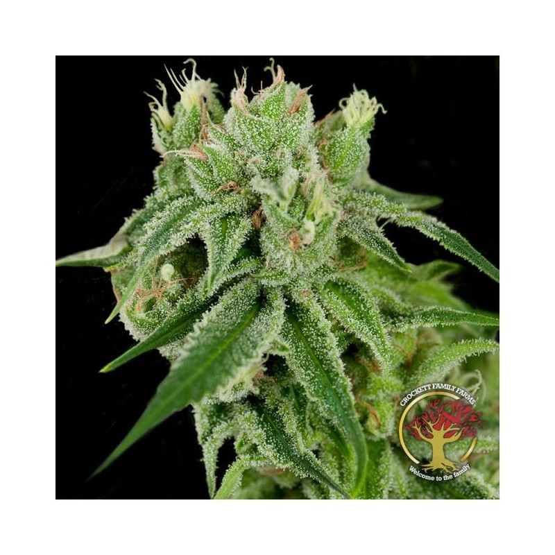 Banana Split Regolare - DNA Genetics