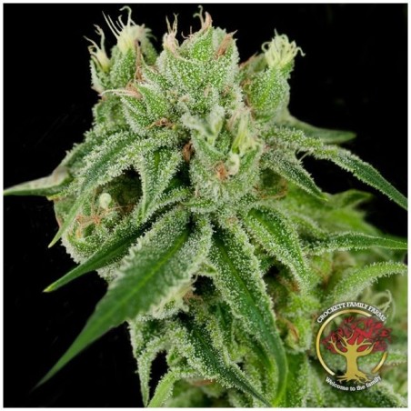 Banana Split Regolare - DNA Genetics