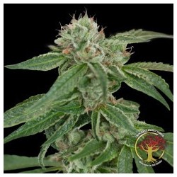 Crockett's Confidential Regolare - DNA Genetics
