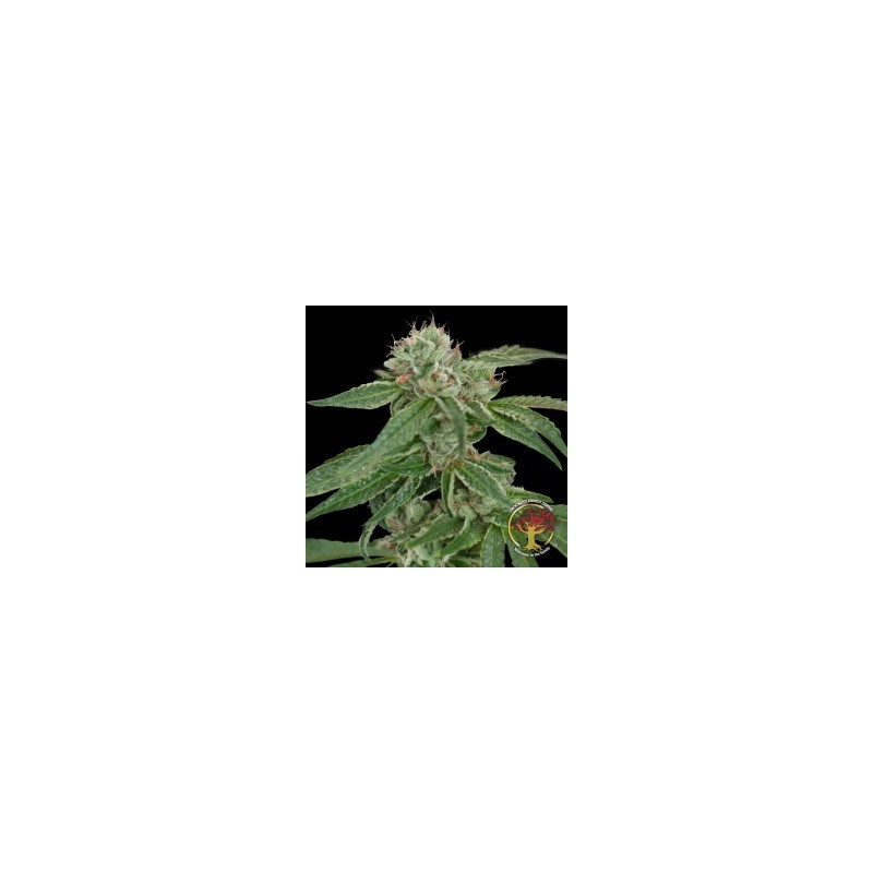 Crockett's Confidential Regolare - DNA Genetics