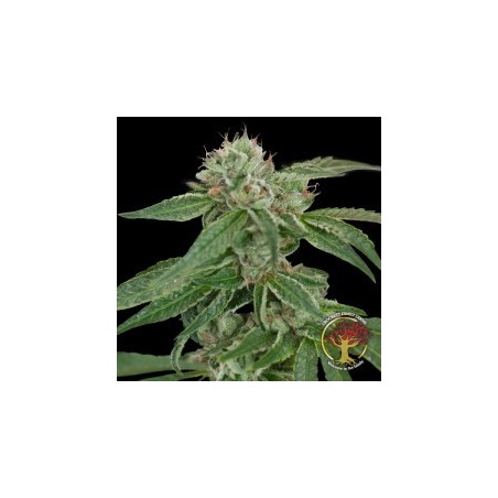 Crockett's Confidential Regolare - DNA Genetics