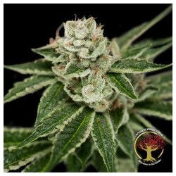 Crockett's Dawg Regolare - DNA Genetics