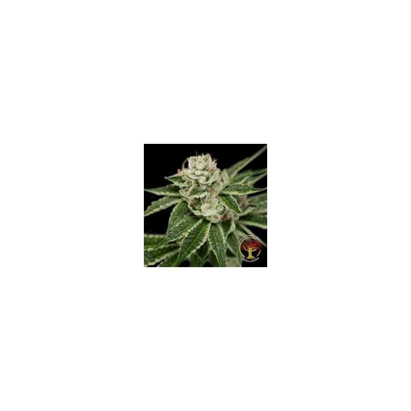 Crockett's Dawg Regolare - DNA Genetics