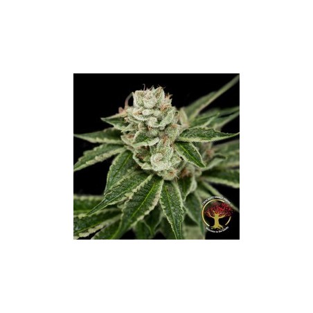 Crockett's Dawg Regolare - DNA Genetics