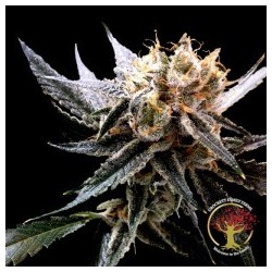 Crockett's Sour Tangie Regolare - DNA Genetics