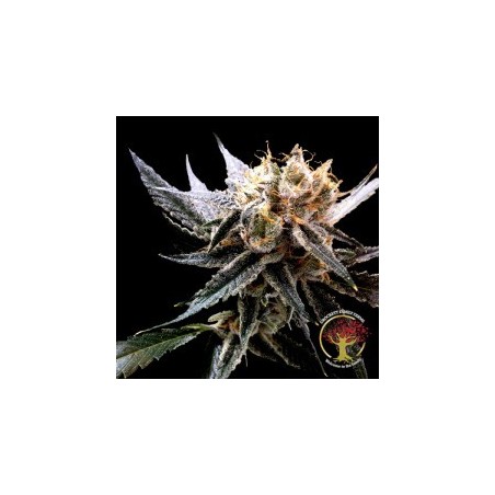 Crockett's Sour Tangie Regolare - DNA Genetics