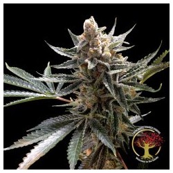 Crockett's Tangie Regolare - DNA Genetics