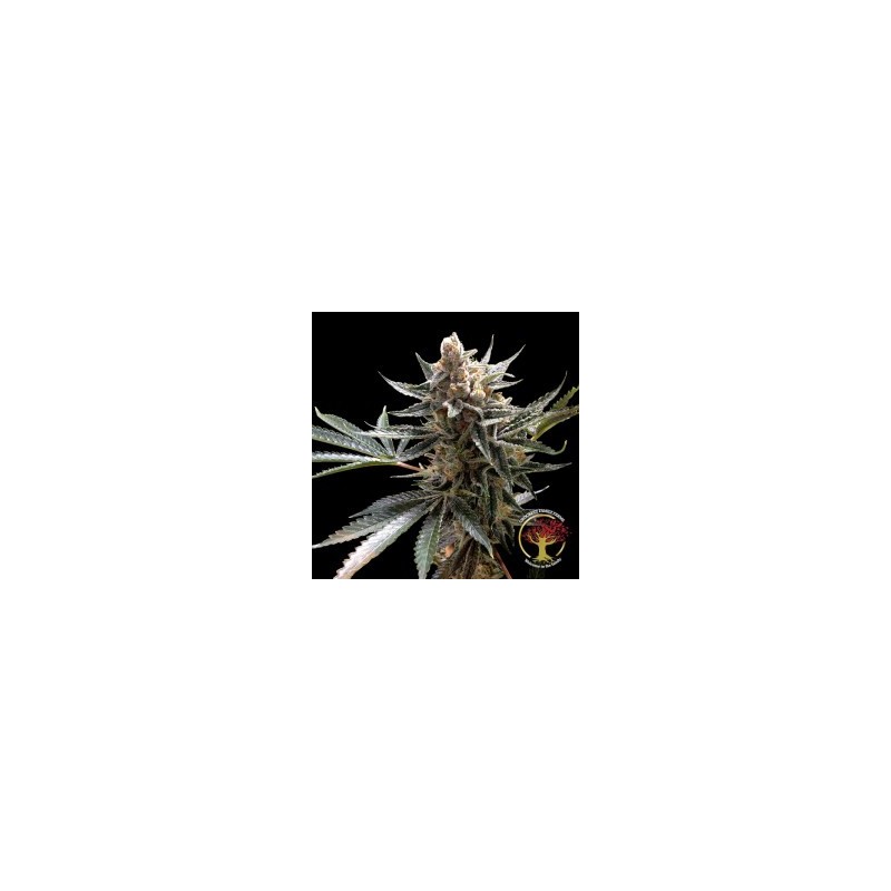 Crockett's Tangie Regolare - DNA Genetics