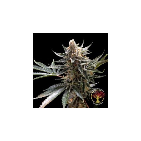 Crockett's Tangie Regolare - DNA Genetics