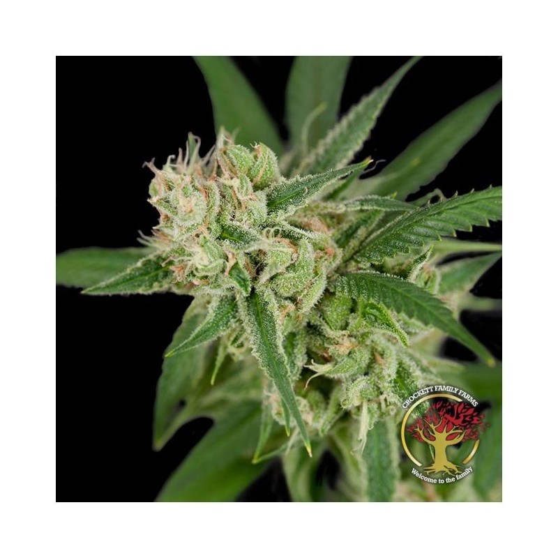 Sour Banana Sherbet Regolare - DNA Genetics