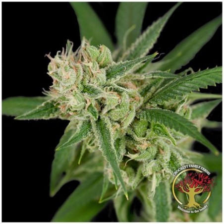 Sour Banana Sherbet Regolare - DNA Genetics