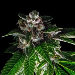 Bakers Delight Femminizzata - DNA Genetics