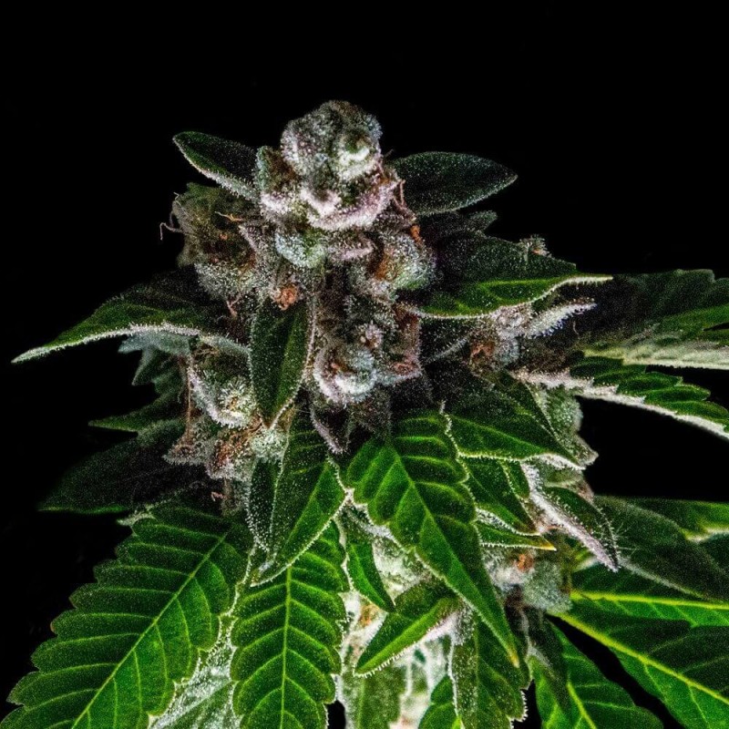 Bakers Delight Femminizzata - DNA Genetics