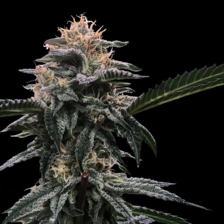 Banana Sorbet Femminizzata - DNA Genetics