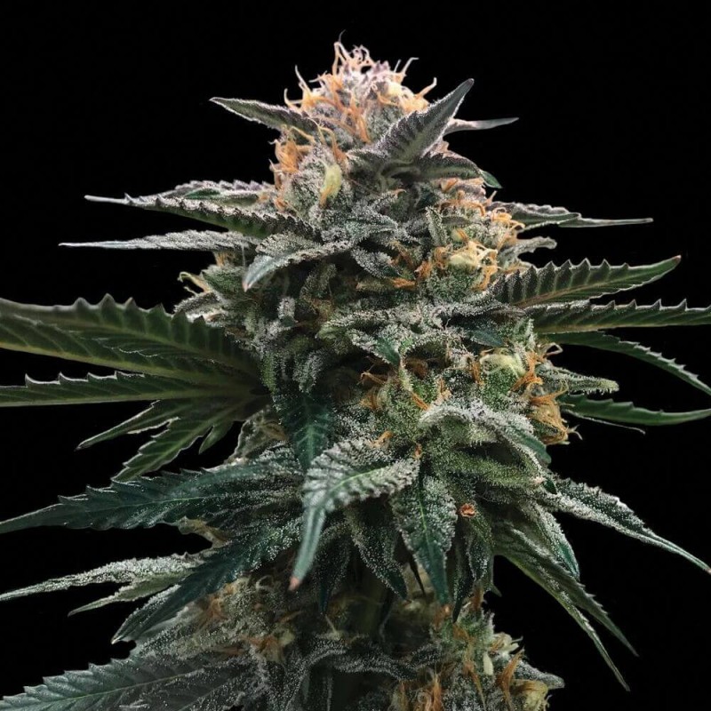 Blood Orange Sorbet Femminizzata - DNA Genetics
