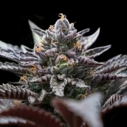 Double Stuffed Sorbet Femminizzata - DNA Genetics
