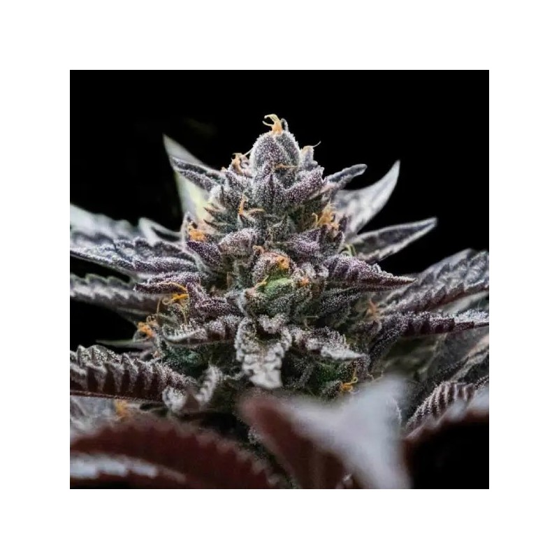 Double Stuffed Sorbet Femminizzata - DNA Genetics