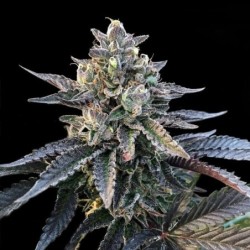 Gelato Sorbet Femminizzata - DNA Genetics