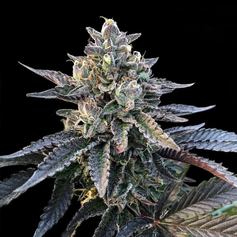 Gelato Sorbet Femminizzata - DNA Genetics