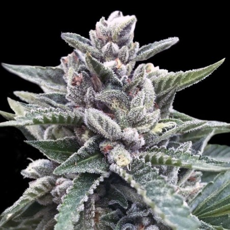 Kosher Sorbet Femminizzata - DNA Genetics