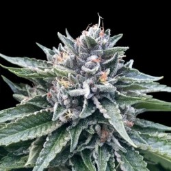 Sorbet 4 Femminizzata - DNA Genetics