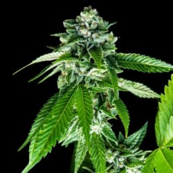 Sorbet Dreams Femminizzata - DNA Genetics