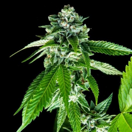 Sorbet Dreams Femminizzata - DNA Genetics