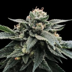 Sorbet Stash Femminizzata - DNA Genetics