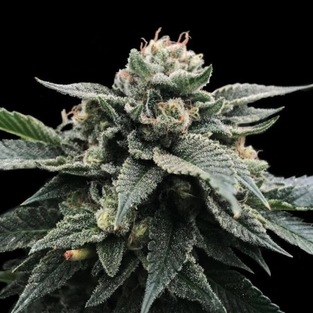 Sorbet Stash Femminizzata - DNA Genetics
