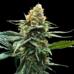 Sour Sorbet Femminizzata - DNA Genetics