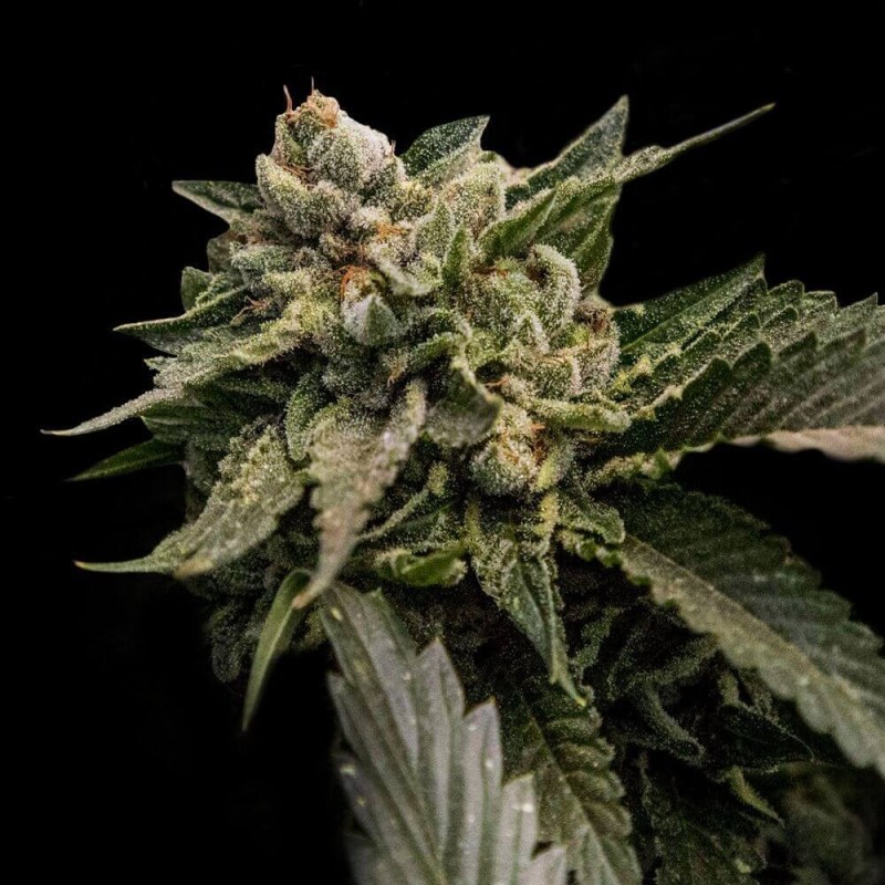 Strawberry Sorbet Femminizzata - DNA Genetics