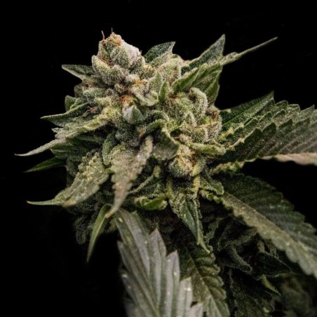 Strawberry Sorbet Femminizzata - DNA Genetics